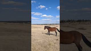 when the green grass buffet is available, the horses don't want to go to the barn