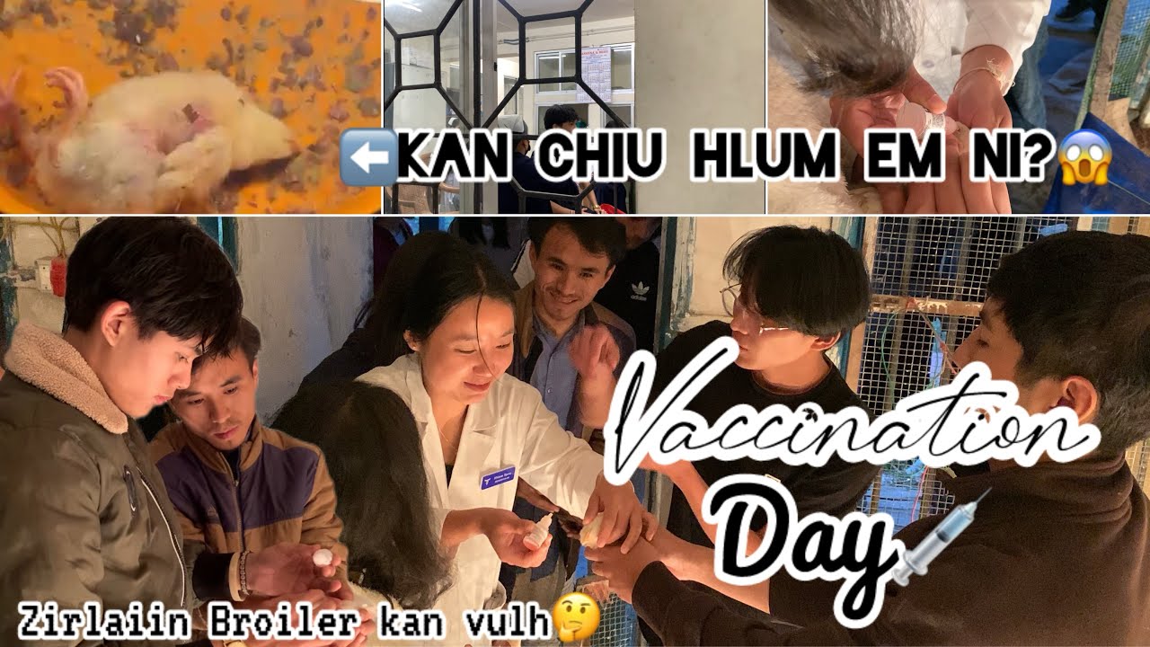 Kan Ar 🐥vulh kan chiu hlum 😱⁉️| Ui a hri vaccine kan la 💉| Veterinary Student Selesih