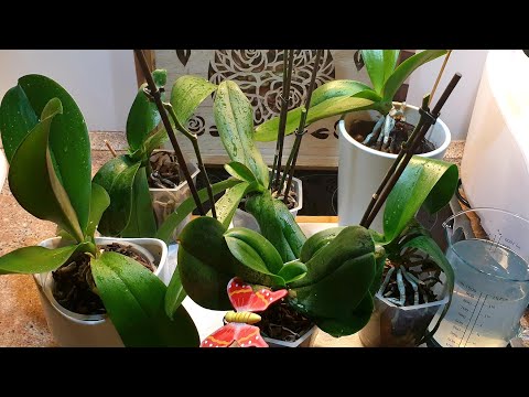 Video: Si të transplantoni foshnjat orkide: këshilla