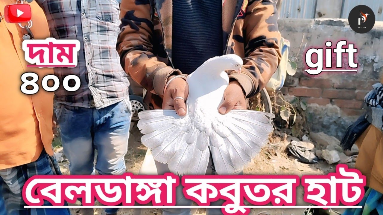 বেলডাঙ্গা কবুতর হাটে দুর্দান্ত কিছু কবুতর Some magnificent pigeons at the Beldanga pigeon market