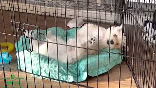 Cute little Westies have fun and talk to each other 🥰😍 by Maylo 4,505 views 2 years ago 1 minute, 9 seconds