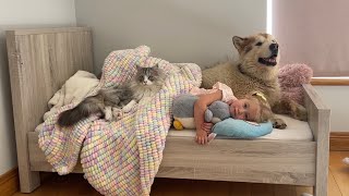 Adorable Baby Girl Goes To Sleep With Her Giant Alaskan Malamute! (Cutest Ever!!)