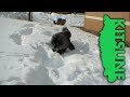 Cutest Fluffiest Cats Playing in the Deep Snow