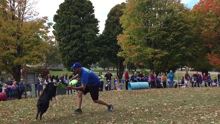 Dog frisbee at Rhinebeck 2016
