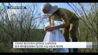 텃새로 알려진 '노랑턱멧새' 중국까지 훨훨 / YTN 사이언스