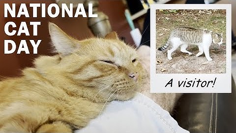 Happy National Cat Day! | 2025