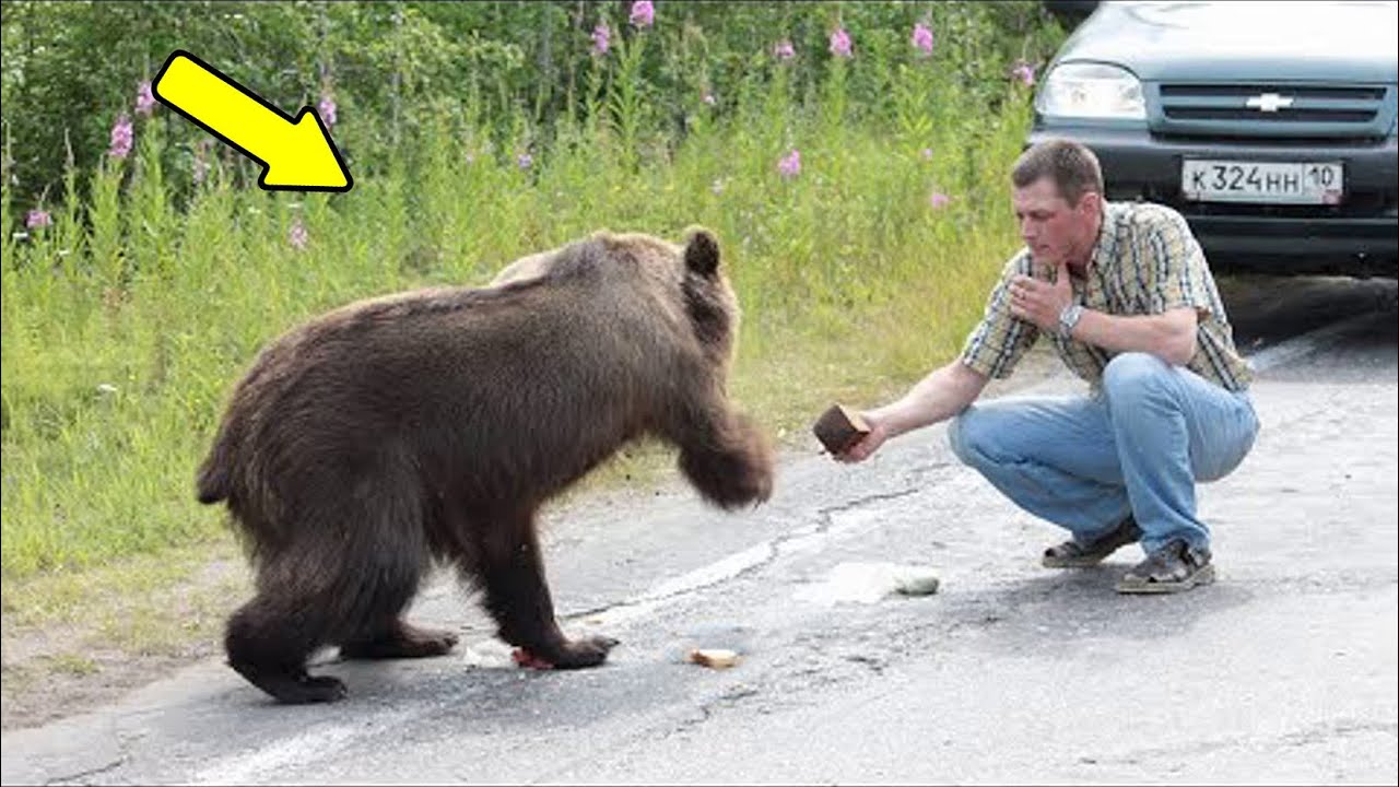 The bear cub ran after the car and roared plaintively, asking the ...