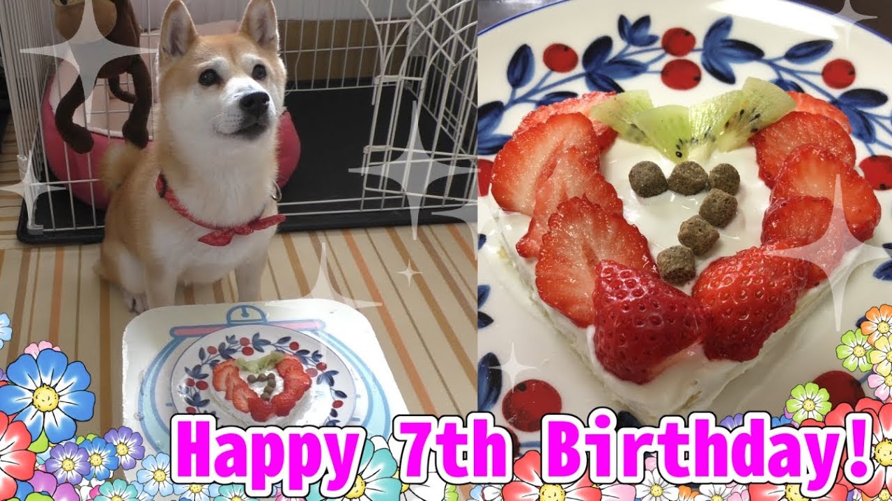 柴犬小春 いっけねー誕生日忘れてた 大慌て手作りケーキでお祝い 7歳誕生日 Happy 7th Birthday Youtube