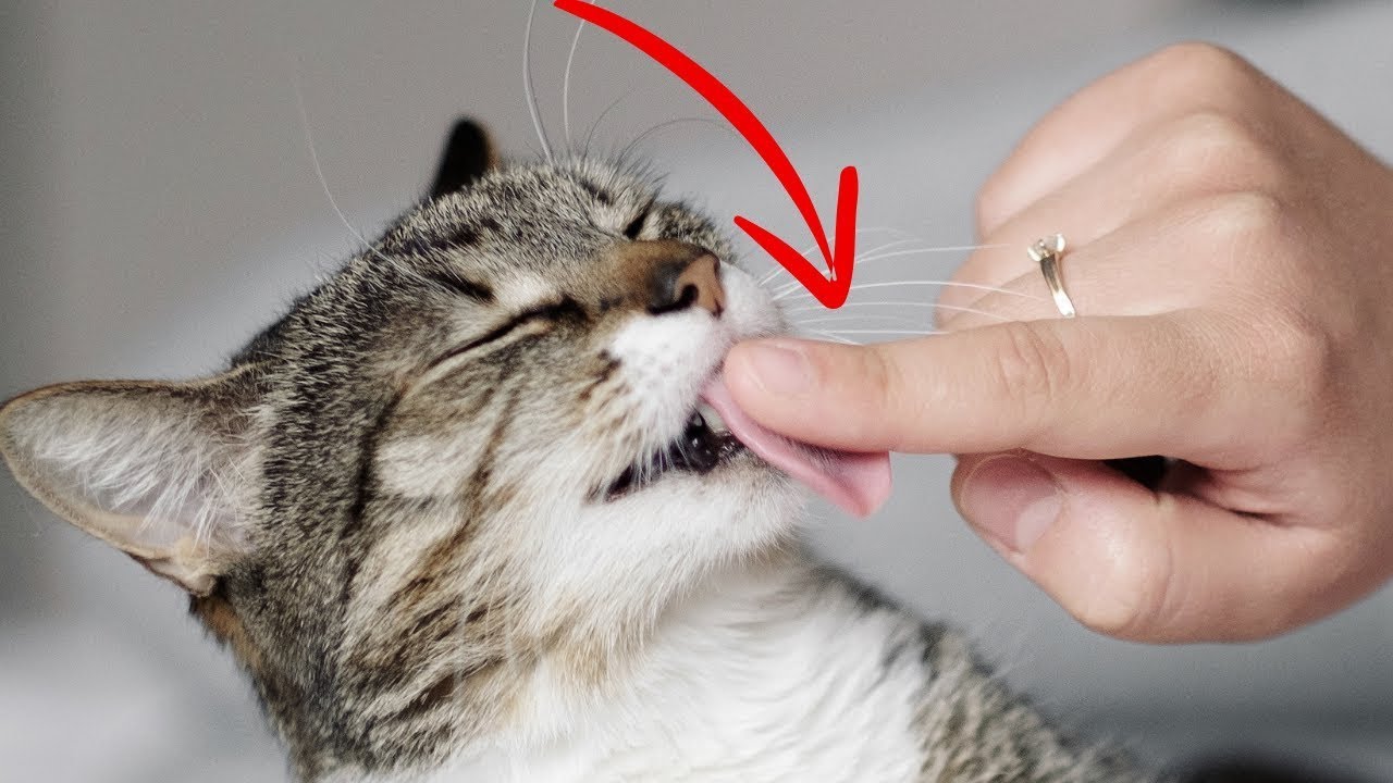 Cose Che Rendono Felici Top 7 7 cose che rendono felici i gatti (#7 ti scioglierà il cuore) - YouTube