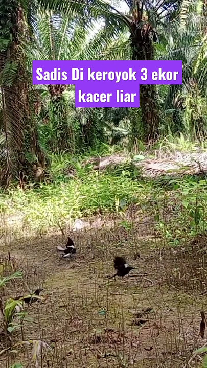 mikat kacer tersadis