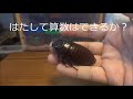 ゴキブリの驚くべき知能が明らかに！言葉どころか算数まで！