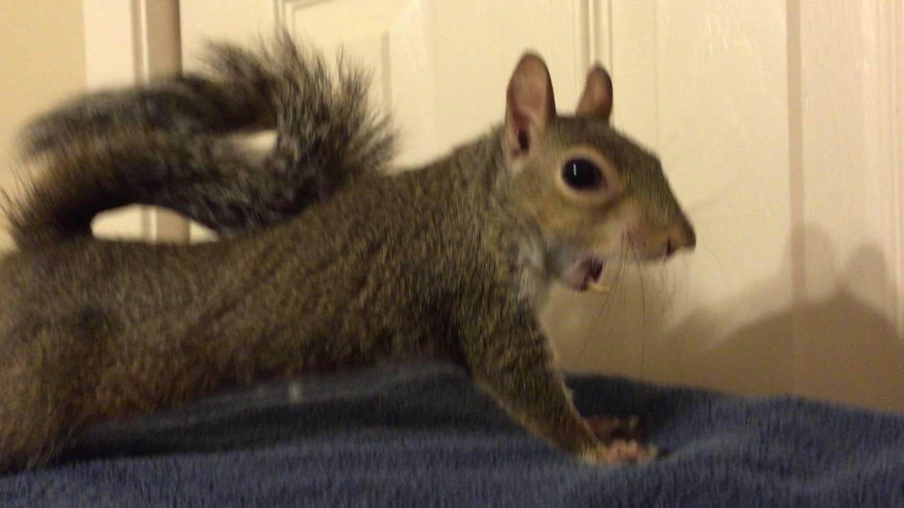 It's this squirrel's bed time. YouTube