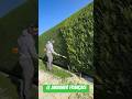 ⚔️⚔️ #shortvideo #landscape #beautifultools #asmr #satisfying #jardinier #garden #jardin #stihl