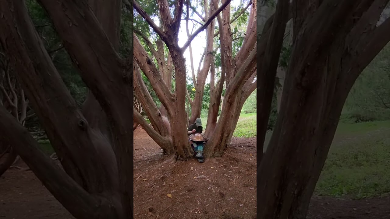 Japanese Yew Tree Handpan Song