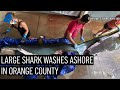 Large Shark Washes Ashore on Sunset Beach | NBCLA
