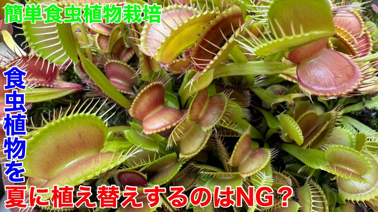食虫植物の育て方。夏の植え替えはダメですか？