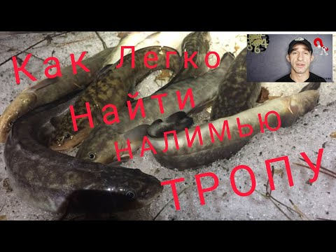 Ловля налима осенью и зимой.Или что такое НАЛИМЬЯ ТРОПА,и как ее найти.