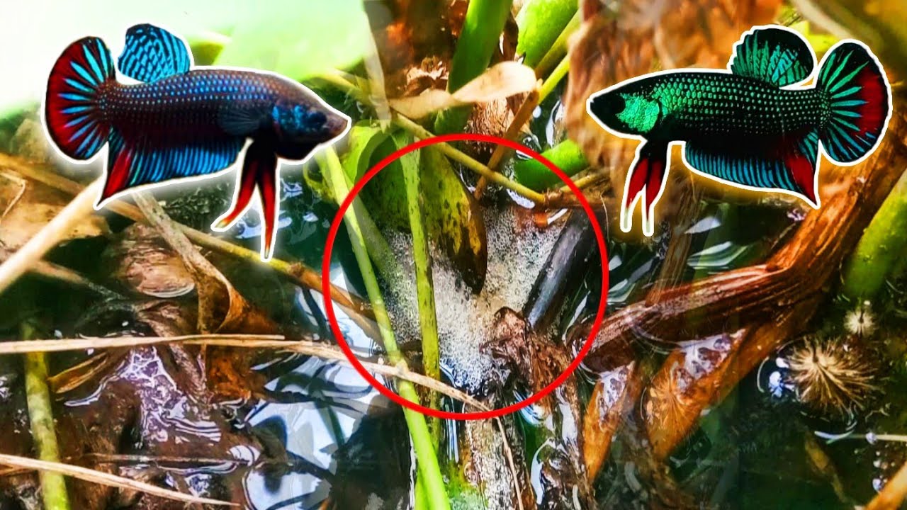 របៀបជញ្ជាត់ត្រីក្រឹមព្រៃអោយឆាប់បានលឿន‼️រកបានត្រីក្រឹមព្រៃចាំសំបុកចាស់ធំៗណាស់😱 Video Thet official❤️