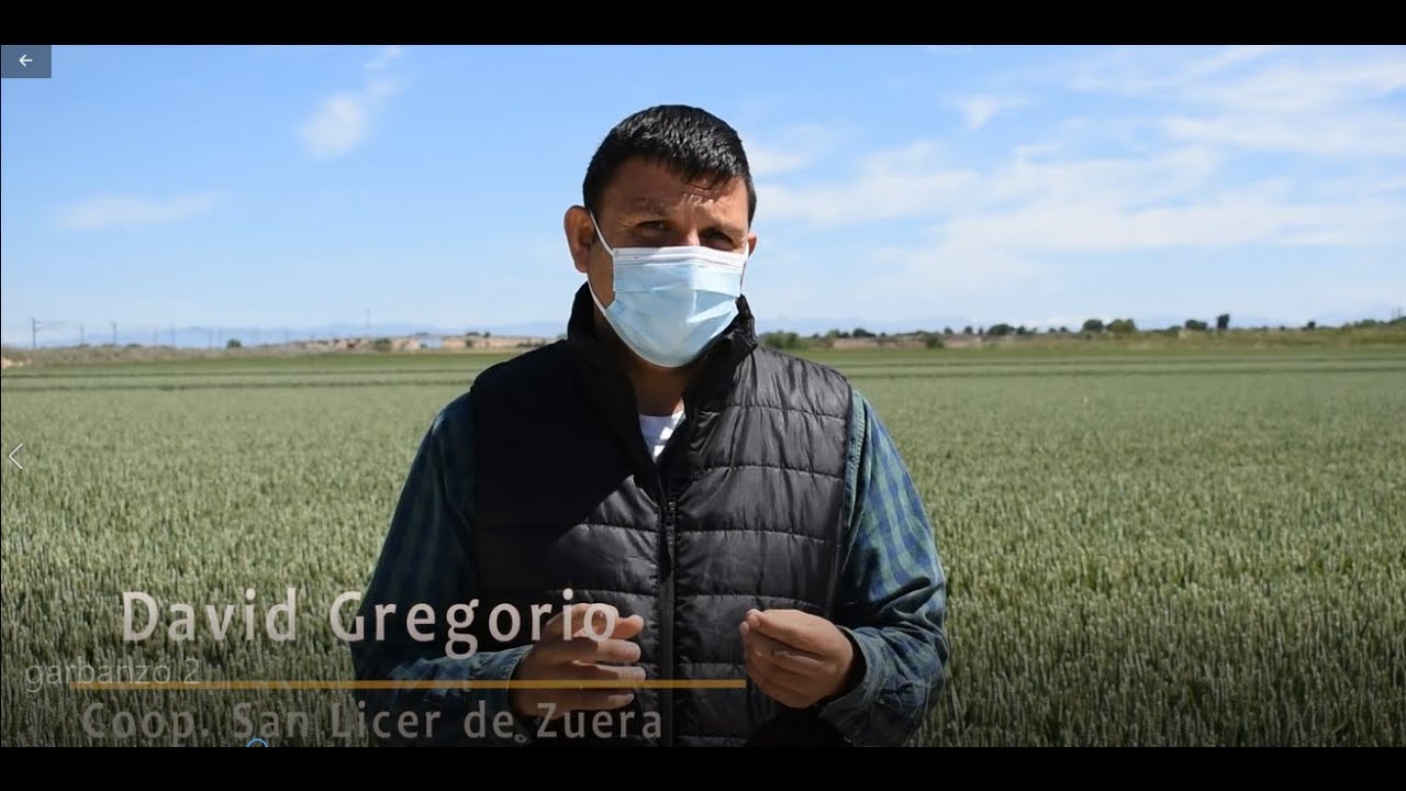 ENSAYO GARBANZO COOP. SAN LICER ZUERA / CTA GOBIERNO ARAGÓN - RED ARAX