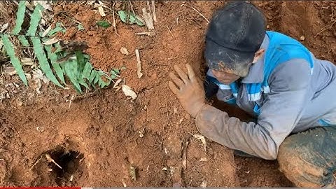 2 Anh em đào em dúi sâu quá khủng |Rừng núi Bác Kạn