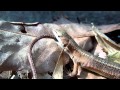 カナヘビ 激しく切れた尾っぽを食べる KANAHEBI Japanese Grass Lizard Eat tail カナヘビ図鑑