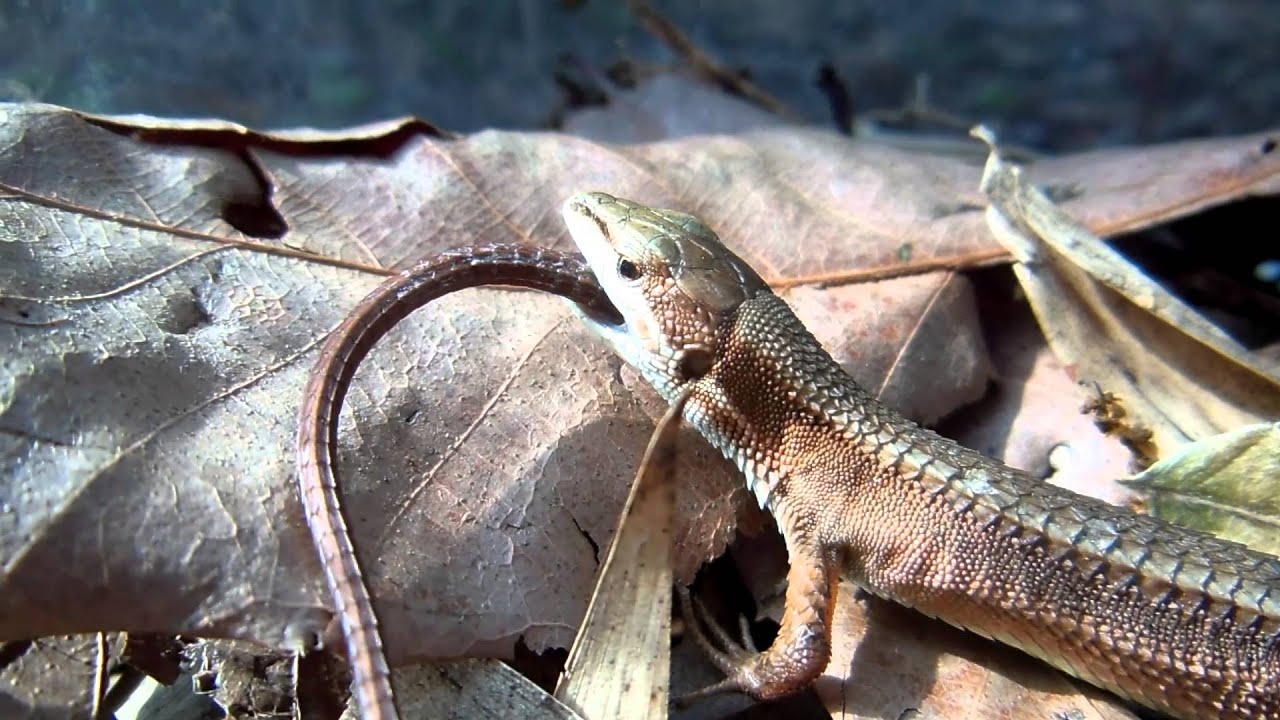 カナヘビ 激しく切れた尾っぽを食べる Kanahebi Japanese Grass Lizard Eat ｔａｉｌ カナヘビ図鑑 Youtube