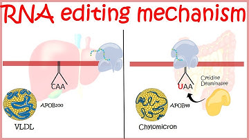RNA editing overview