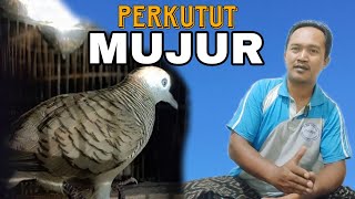 Kupas Tuntas Tuah Dan Ciri Mati Perkutut MUJUR / Perkutut Katuranggan MUJUR