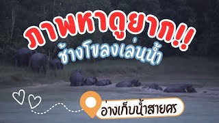 หาดูยาก!! ช้างโขลงเล่นน้ำอ่างสายศร