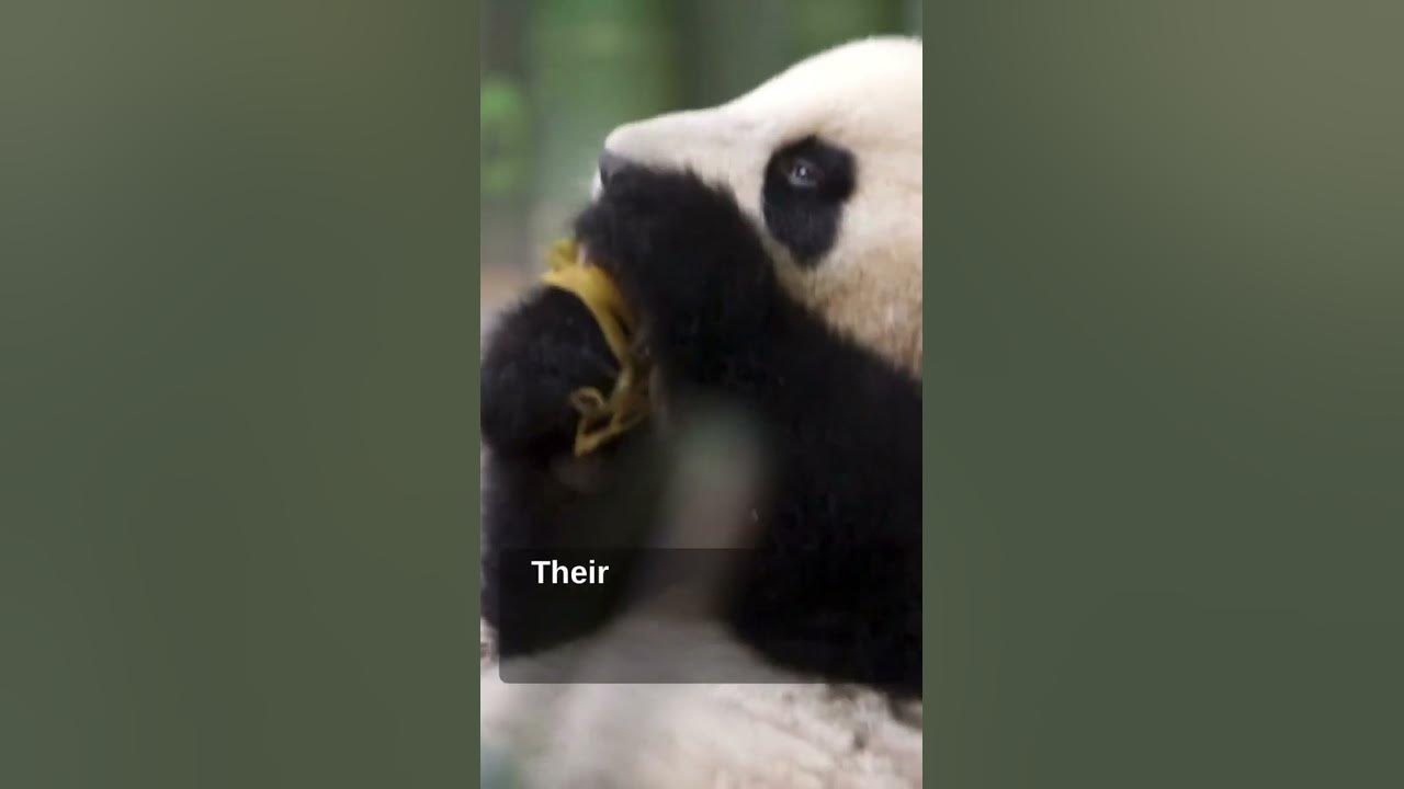 Panda Bear Diet Facts #PandaLove #PandaLife #SaveThePandas#