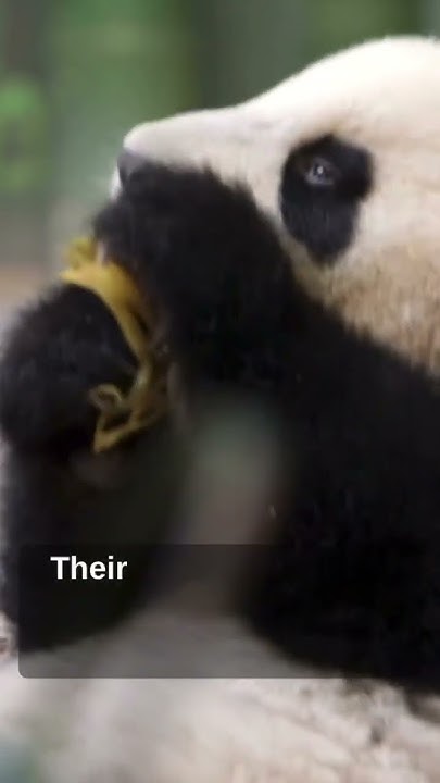 Panda Bear Diet Facts #PandaLove #PandaLife #SaveThePandas#