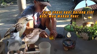 Trik cara cepat merawat burung Cici padi agar mau makan Voer dlm waktu 3 hari ❗ #tutorial