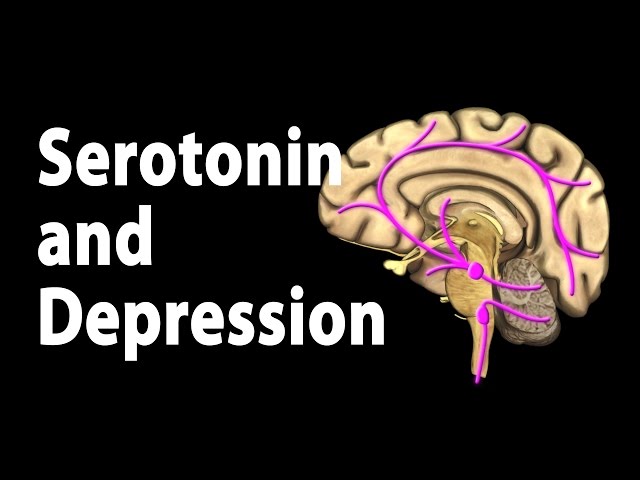 Serotonin and Treatments for Depression, Animation. class=