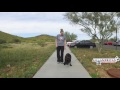 Cane Corso No Leash Program Cave Creek, AZ Cane Corso No Leash Program Cave Creek, AZ