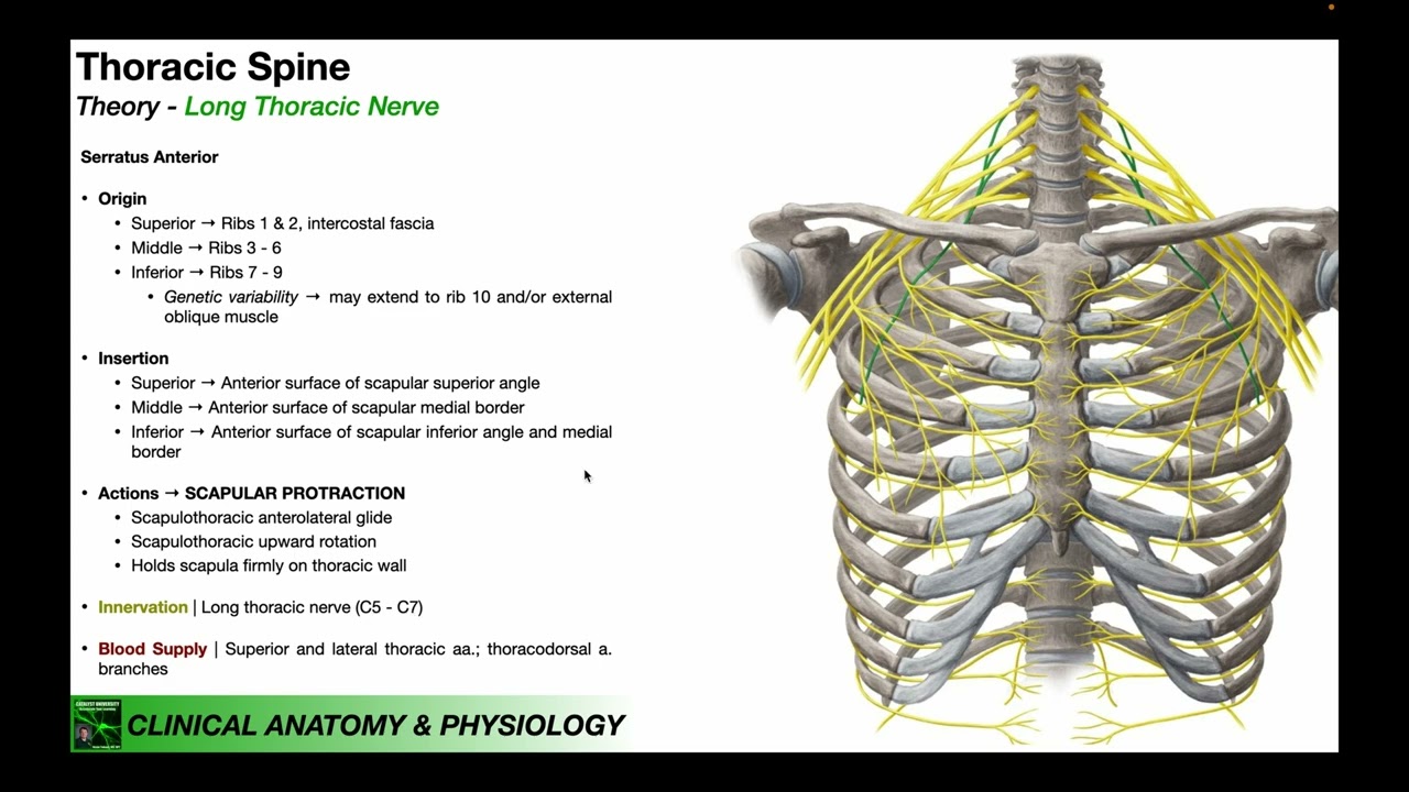 Serratus Anterior Origin Insertion Nerve Supply Actio vrogue.co