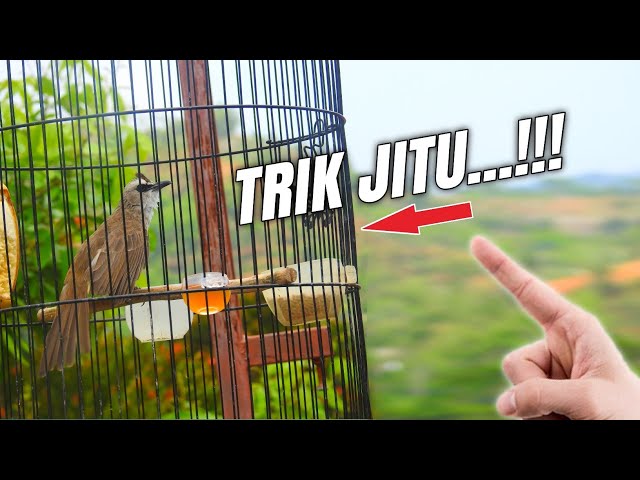 Trik menjinakan TRUCUK bahan Paling jitu part2‼️ class=