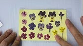 乾燥シートで乾かす押し花作り Youtube 乾燥シートで乾かす押し花作り Youtube