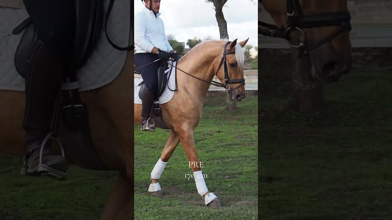 TOP PALOMINO PRE HORSE - 170 CM
