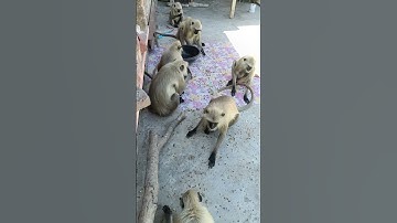 Monkey Video | Bandar Wala | Bandar Wala Cartoon | Monkey Cartoon | Monkey Videos