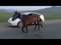 Mongolian horse