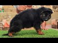 جرو جيرمن شيبرد بلاك مستوي عالي جدا للبيع لأعلى سعر للتواصل في كومنت كلب كلاب جيرمن Dogs Dog DOG جرو جيرمن شيبرد بلاك مستوي عالي جدا للبيع لأعلى سعر للتواصل في كومنت كلب كلاب جيرمن Dogs Dog DOG