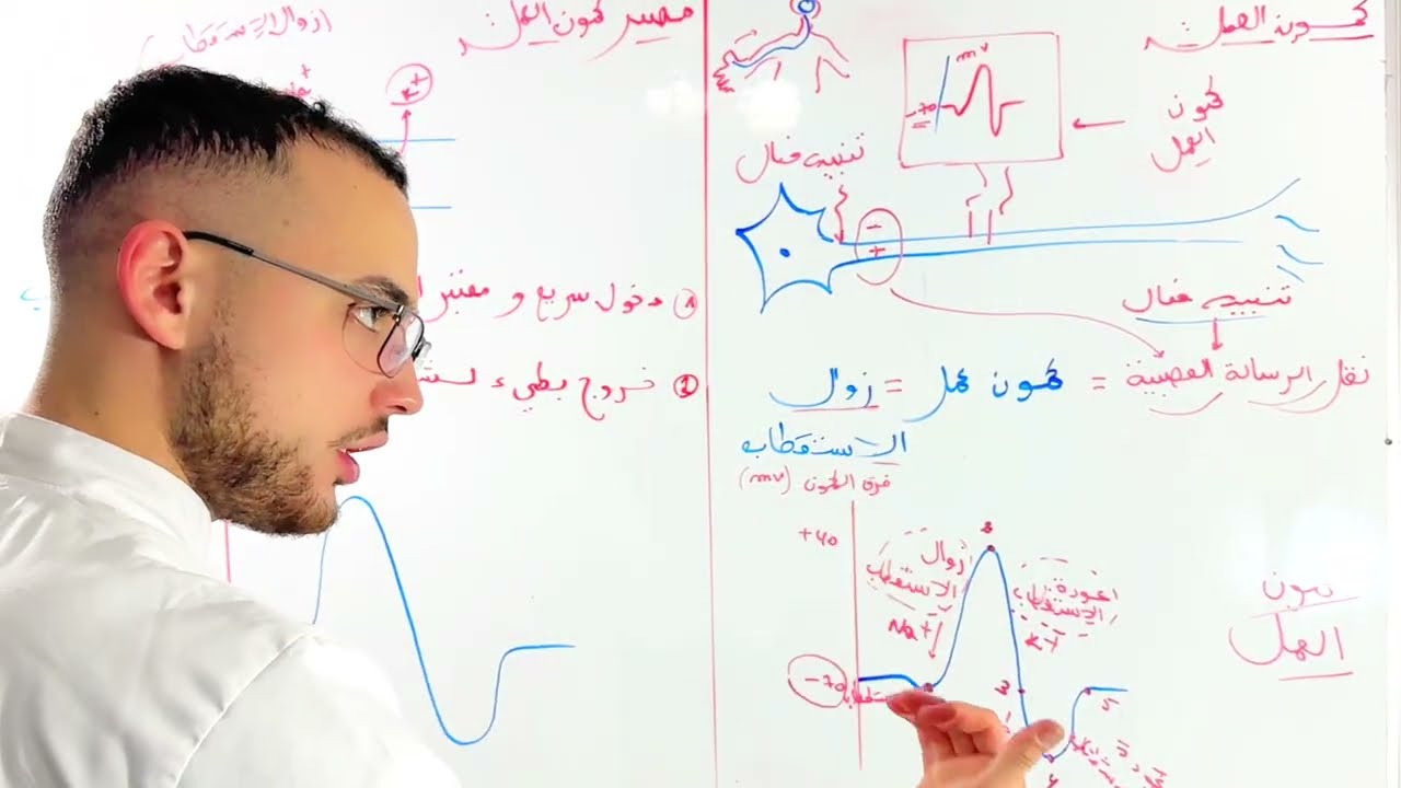 الأعصاب 2/4 : كمون العمل (مستحييل ماتفهمش) ‼️‼️