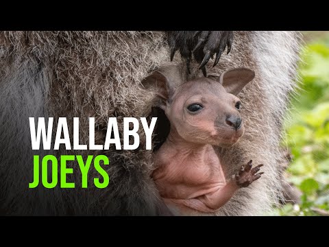 The Moment Wallaby