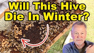 Beekeeping: How to Tell If Your Bees Will Die This Winter