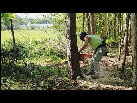 HUSQVARNA 440 AND A FAT STIHL MS 250