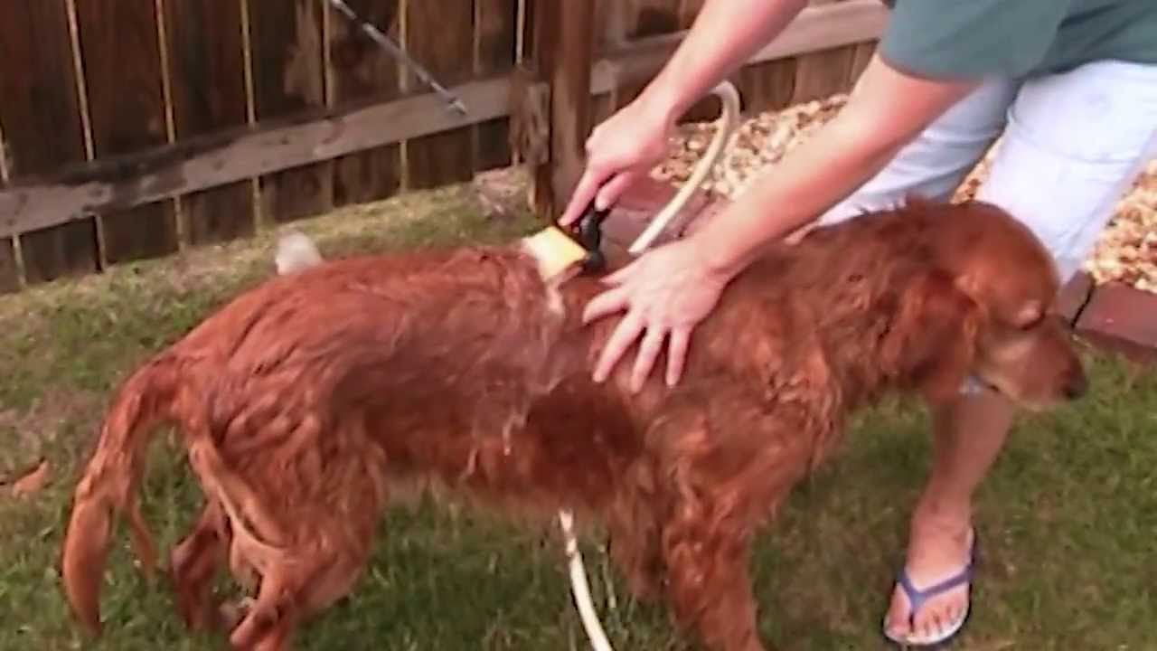 Pet Aqua Comb is a Dog Washing and Grooming Tool Making Dog Bathing Easier and Faster in FL