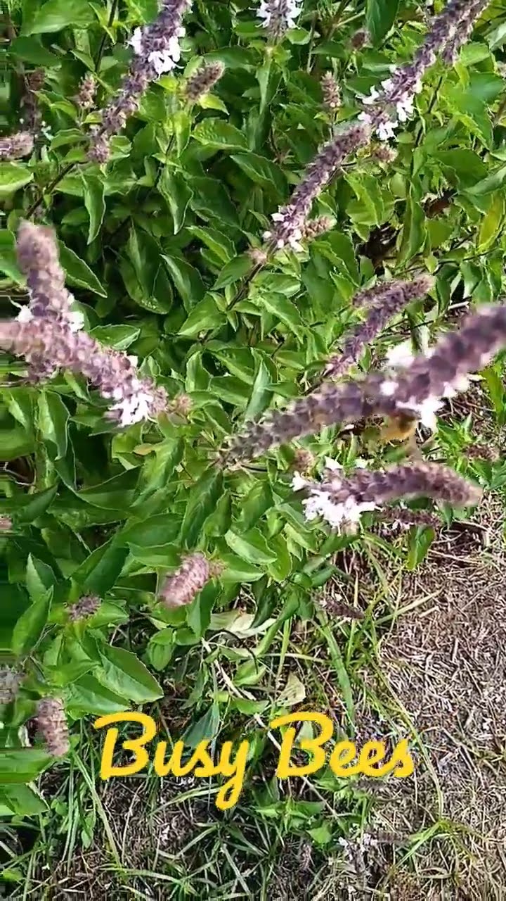 busybees bee YouTube busybees bee YouTube