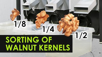 Vibrating sieve for sorting walnut kernel. Walnut processing 200 kg/h