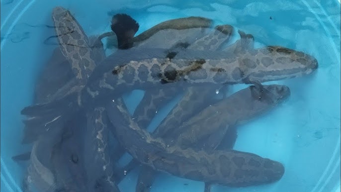 Ilon baligi bilan jinsiy aloqa onlayn Ilon baligi bilan jinsiy aloqa onlayn