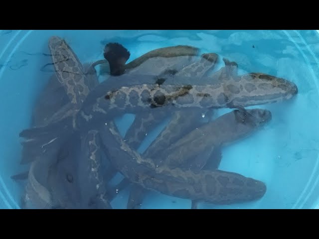 Sharbat vaginadan onlayn oqadi Jate Chan porno